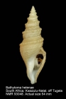 Bathytoma helenae