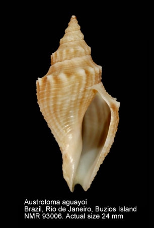 Austrotoma aguayoi