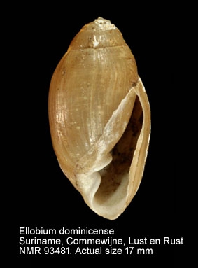 Ellobium dominicense