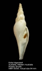 Exilia hilgendorfi