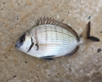 White seabream