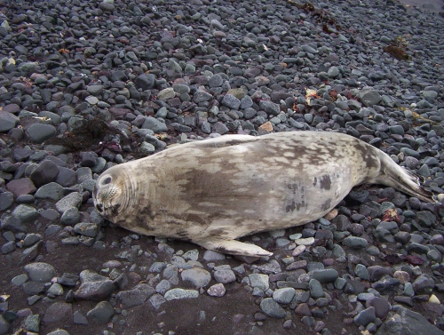 Weddell Seal