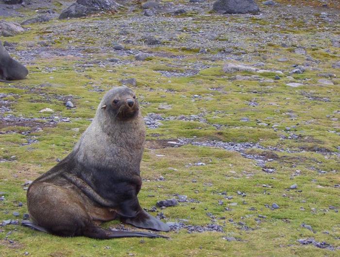 Fur seal