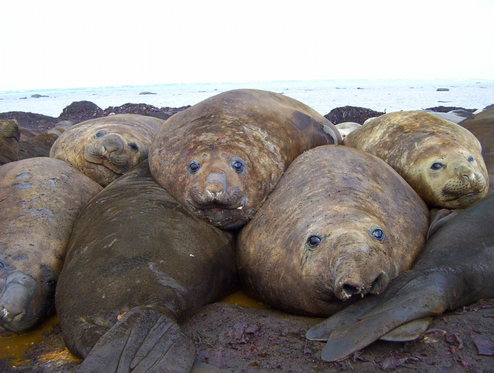 Many Elephant seals