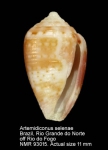 Artemidiconus selenae
