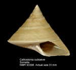 Calliostoma sublaeve
