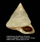 Calliostoma zizyphinum var. lyonsi