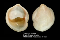 Crepidula protea