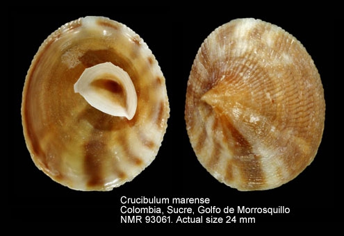 Crucibulum marense