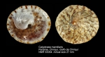 Calyptraea mamillaris