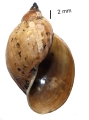 Mollusca (molluscs)