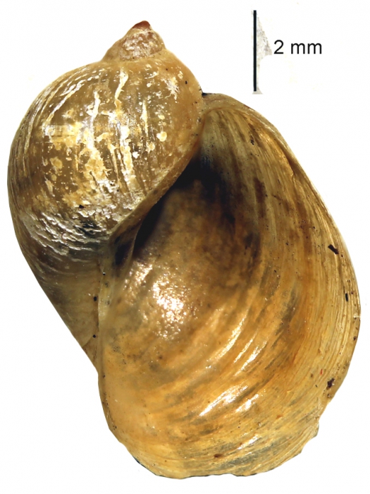 Radix alticola shell Radix alticola shell