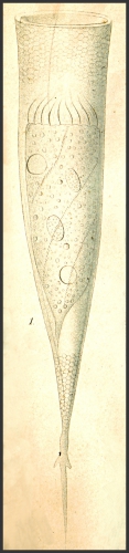 Drawing of Xystonella treforti 