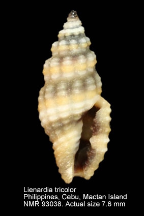 Lienardia tricolor