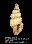 Clathurellidae