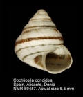 Cochlicella conoidea