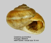 Caseolus punctulatus