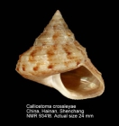 Calliostoma crossleyae