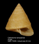 Calliostoma tampaense