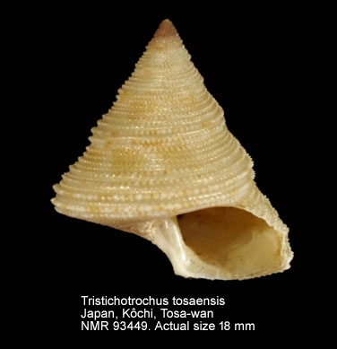 Tristichotrochus tosaensis