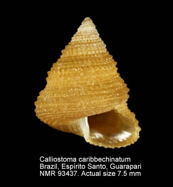 Calliostoma caribbechinatum