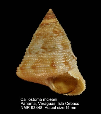 Calliostoma mcleani