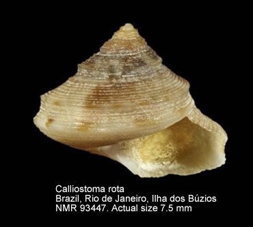Calliostoma rota