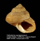 Calliostoma supragranosum
