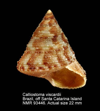 Calliostoma viscardii