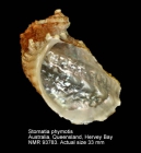 Stomatia phymotis