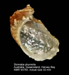 Stomatia phymotis