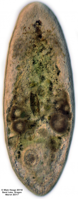 Diatomovora amoena