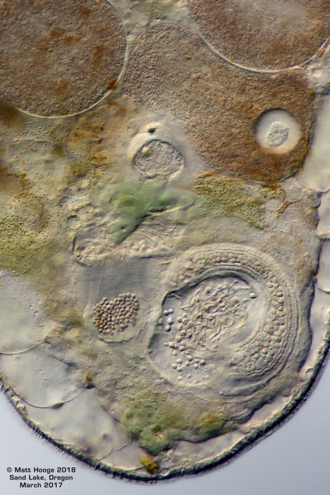 Diatomovora amoena Diatomovora amoena
