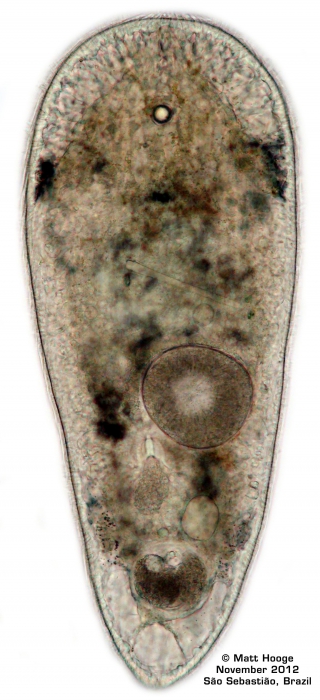 Isodiametra divae Isodiametra divae