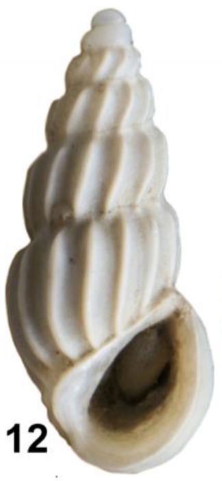 Schwartziella guyanensis Faber, 2018 Holotype Schwartziella guyanensis Faber, 2018 Holotype