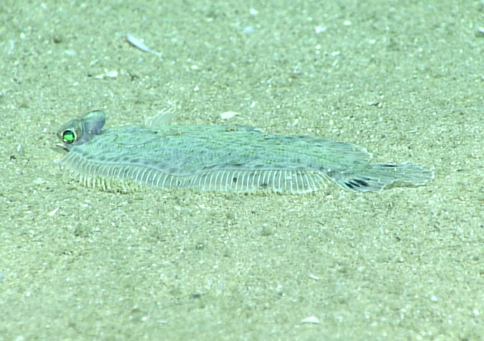 Poecilopsetta beanii Poecilopsetta beanii