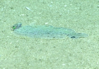 Poecilopsetta cf. beanii, 406 m Gulf of Mexico

Image courtesy of the NOAA Office of Ocean Exploration and Research, Gulf of Mexico 2017. Identification from photograph by T. Munroe.