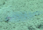 Poecilopsetta beanii, 408 m Gulf of Mexico

Image courtesy of the NOAA Office of Ocean Exploration and Research, Gulf of Mexico 2017. Identification from photograph by T. Munroe.