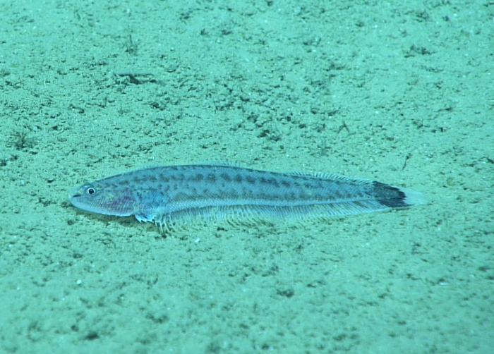 Symphurus marginatus Symphurus marginatus