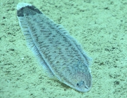 Symphurus marginatus, 408 m Gulf of Mexico

Image courtesy of the NOAA Office of Ocean Exploration and Research, Gulf of Mexico 2017. Identification from photograph by T. Munroe.