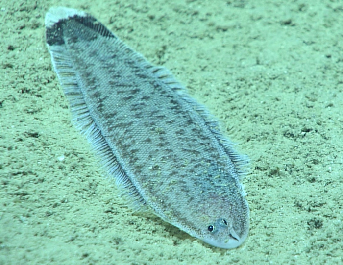 Symphurus marginatus Symphurus marginatus