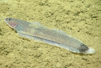 Symphurus marginatus, 612 m Gulf of Mexico

Image courtesy of the NOAA Office of Ocean Exploration and Research, Gulf of Mexico 2017. Identification from photograph by T. Munroe.