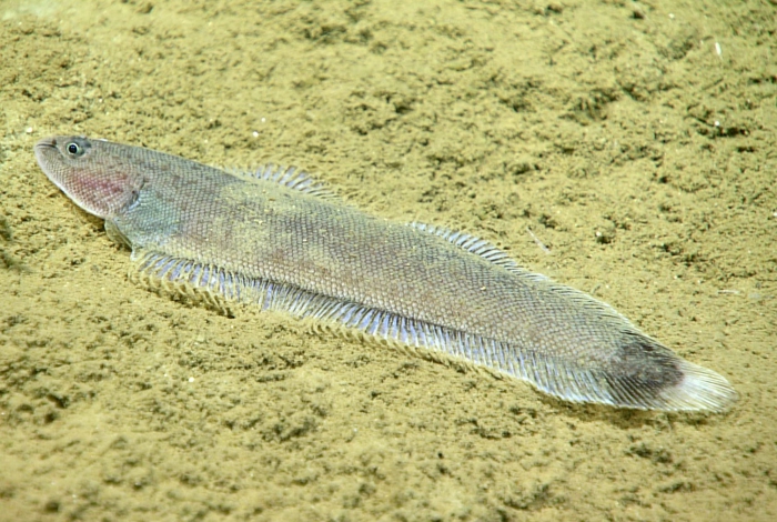 Symphurus marginatus Symphurus marginatus