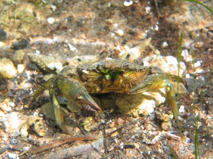 Carcinus aestuarii