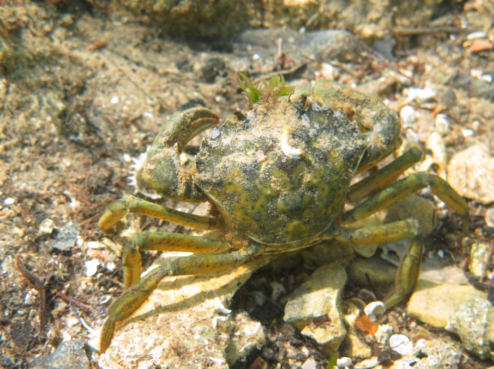 Carcinus aestuarii