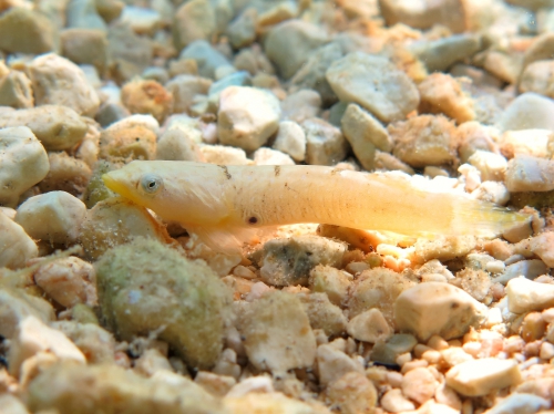 Diplecogaster bimaculata