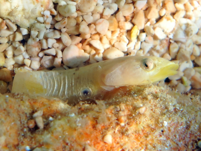 Diplecogaster bimaculata Diplecogaster bimaculata