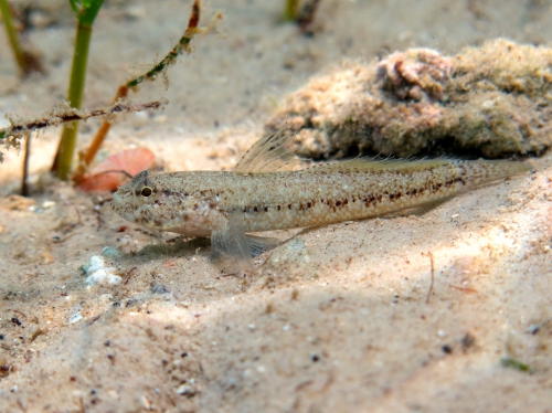 Gobius couchi