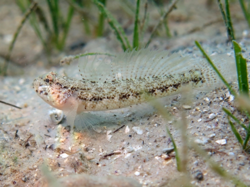 Gobius couchi