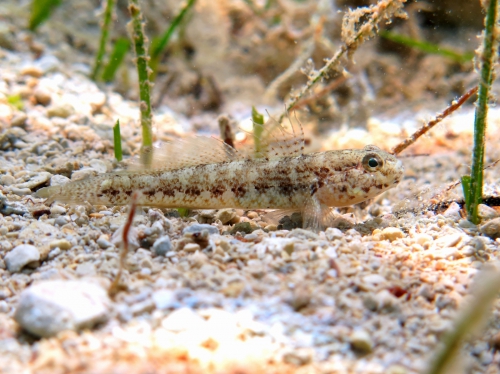 Gobius couchi